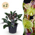 GreenboutiQ - Gartenpflanze - Lenzrose - Helleborus lividus Purple Marble - Lila Blüte - 2 Pflanzen - Immergrün - Topf 14cm Höhe 35cm Bild 1