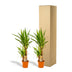 2x Yucca Elephantipes (Palmlilie) - Ø17cm - ca. 90cm Bild 6