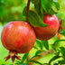 Green boutiQ - Granatapfelbäume - Punica granatum - Pomegranate - Hardy - Rot-Orange Früchte - 2 Plants - Topf 15cm - Höhe 50cm Bild 5