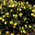 24x Hypericum 'Hidcote' - ↕10-25cm - Ø9cm Bild 7