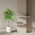 Ficus Amstel King geflochten, 140 cm – Elegante Zimmerpflanze Bild 3