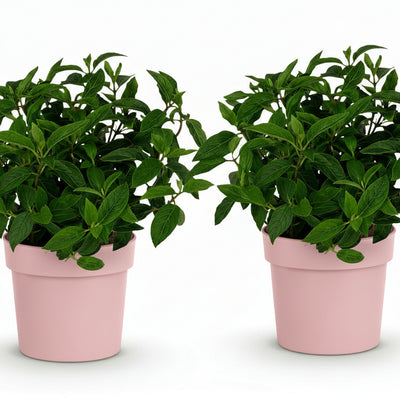 2x Hydrangea Groundbreaker Blush - Winterhart, Rosa, Topf 14cm