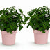 2x Hydrangea Groundbreaker Blush - Hardy, Pink, 14cm Pot Bild 2