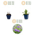 Green boutiQ - Perennial - Scabiosa Duo - Pincushion Flower - Bee and Butterfly Attractors - Purple - Pink - 24 Plants - Pot 11cm - Height 15-25cm Bild 4