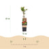 Green boutiQ - Granatapfelbäume - Punica granatum - Pomegranate - Hardy - Rot-Orange Früchte - 2 Plants - Topf 15cm - Höhe 50cm Bild 3