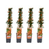 4x Pyracantha 'Soleil dOr' - 65cm hoch - Ø15cm Topf Bild 1