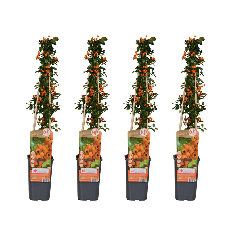 4x Pyracantha 'Soleil dOr' - 65cm hoch - Ø15cm Topf