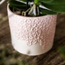 Rosa Antwerp Orchidee Geschenkset mit Übertopf Bild 3
