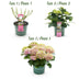 Hortensie Magical Jewel Pink: 2 Pflanzen im 23cm Topf, 55cm hoch Bild 4