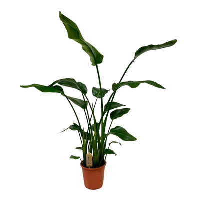 Strelitzia Nicolai Zimmerpflanze, Ø21cm, 120cm hoch