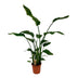 Strelitzia Nicolai Zimmerpflanze, Ø21cm, 120cm hoch Bild 1