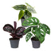 3er Baby Jungle Mix: Tropische Vielfalt im 6cm Topf Bild 2
