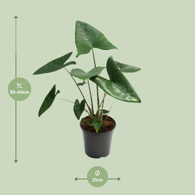 Alocasia Zebrina - 21cm Topf - 80cm Hoch - Zebra-Pflanze