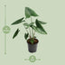 Alocasia Zebrina - 21cm Topf - 80cm Hoch - Zebra-Pflanze Bild 2