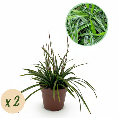 GreenboutiQ Ziergras: Carex morrowii Irish Green, 2 Pflanzen