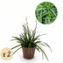 GreenboutiQ Ziergras: Carex morrowii Irish Green, 2 Pflanzen Bild 1