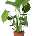 Monstera Deliciosa Houseplant - Ø17cm - ↕60cm Bild 1