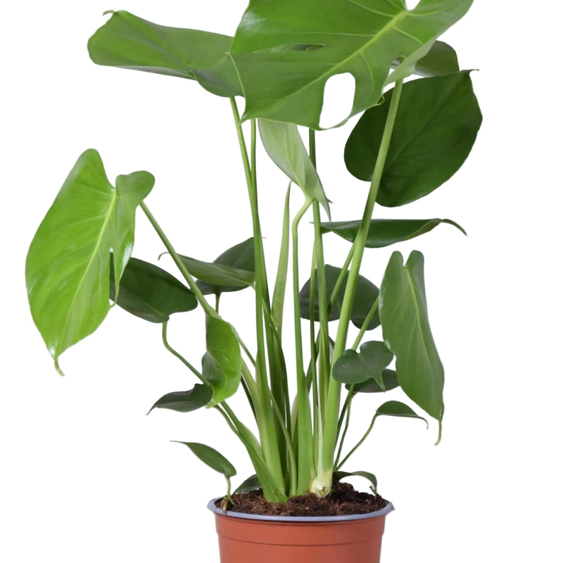 Monstera Deliciosa Houseplant - Ø17cm - ↕60cm
