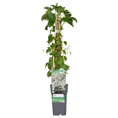 Kletterhortensie 'Hydrangea petiolaris' Ø15cm, 65cm hoch