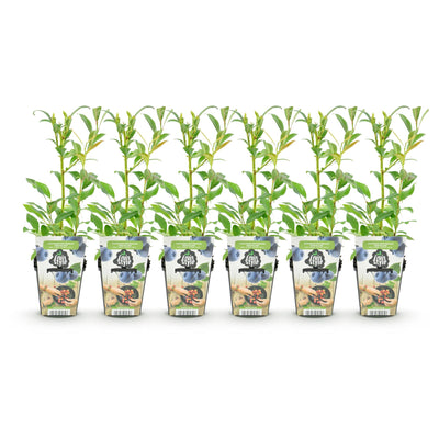 GreenboutiQ Blaubeere 'Northland' - 6 winterharte Pflanzen im Topf