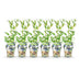 GreenboutiQ Blaubeere 'Northland' - 6 winterharte Pflanzen im Topf Bild 2