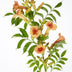 2x Campsis 'Indian Summer' Trompetenblume ↨65cm Ø15 Bild 3