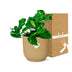 Epipremnum Pinnatum 'Aureum' im Topf ELHO Vibes Fold 14 cm gelb Bild 5