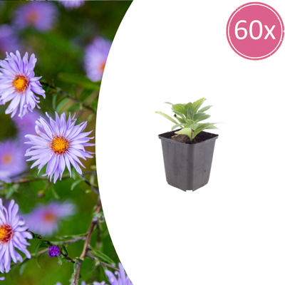 Aster frikartii 'Mönch' (60x), 10-25cm, Ø9cm