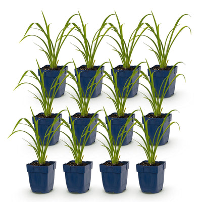 Green boutiQ - Perennial - Hemerocallis Mauna Loa - Daylily - Bee and Butterfly Attractors - Orange - 12 Plants - Pot 11cm - Height 15-25cm