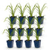Green boutiQ - Perennial - Hemerocallis Mauna Loa - Daylily - Bee and Butterfly Attractors - Orange - 12 Plants - Pot 11cm - Height 15-25cm Bild 2