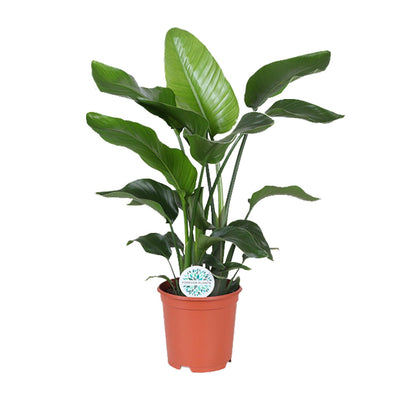 Strelitzia Nicolai Baum Strelitzie 80cm - Paradiesvogelblume