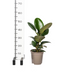 Ficus Elastica Robusta Ø17cm - ↕50 - 60cm Bild 1