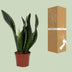 Sansevieria Whitney 12cm Topf - Pflegeleichte Zimmerpflanze Bild 5