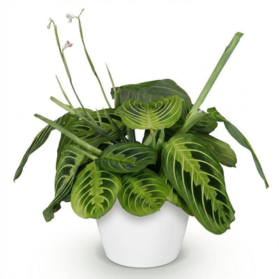 Maranta Fascinator Lemon Lime Zimmerpflanze - Haustierfreundlich
