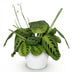 Maranta Fascinator Lemon Lime Houseplant - Pet-Friendly Bild 2