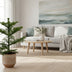 Araucaria (Norfolk-Insel-Tanne) Ø14cm H38cm – Elegante Zimmerpflanze Bild 3