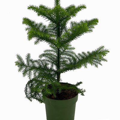Araucaria (Norfolk-Insel-Tanne) Ø14cm H38cm – Elegante Zimmerpflanze