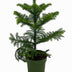 Araucaria (Norfolk-Insel-Tanne) Ø14cm H38cm – Elegante Zimmerpflanze Bild 1