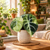 Alocasia Ninja Variegata – Seltene Zimmerpflanze mit schwarzen Blättern Bild 2