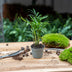 Chamaedorea elegans 'Baby' – Small Parlor Palm for Your Home Bild 4