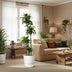 Dracaena Dorado - Zierpflanze 170 cm, ø27 cm Topf Bild 3
