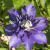 Clematis Multi Blue – Zierstrauch, 65cm hoch, Ø15cm Topf Bild 4