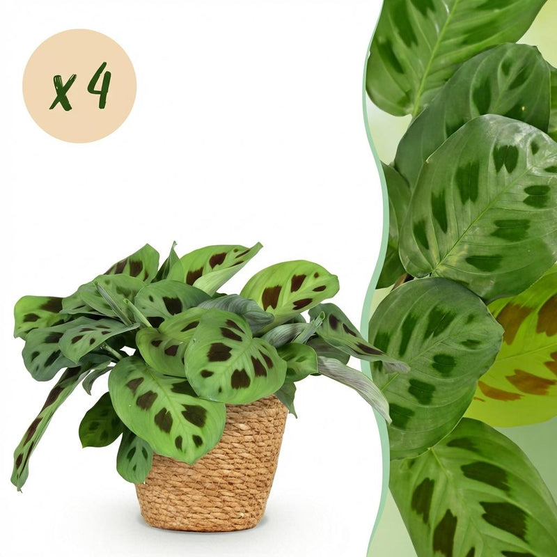 Green BoutiQ 4x Maranta Fascinator Zebrapflanze mit Korb, 12cm Topf