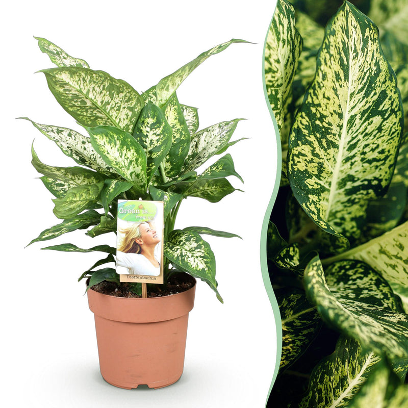 Diefenbachia Compacta: pflegeleicht, bunt, Topf 17cm, Höhe 45-50cm
