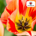 Tulpenbollen Spring Break – 20 Stuks | KH Bloembollen® | Rood-Oranje Tulp – Vurig, Energiek & Opvallend – Voor Tuin of Pot – Maat 11/12 – Vers van de Teler Bild 2