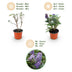 Buddleja davidii 'Little Lila' Butterfly Bush - 3 Plants Bild 4