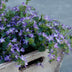 6x Campanula poscharskyana 'Stella' - 10-25cm hoch - Ø9cm Topf Bild 5