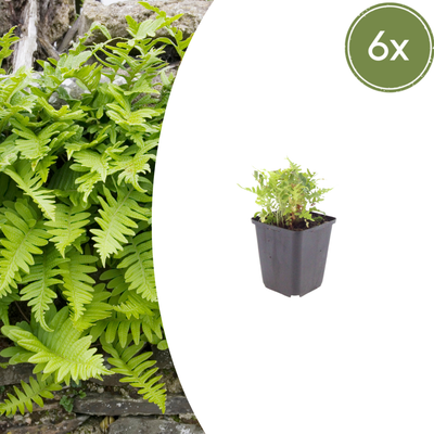 6x Polypodium vulgare Farn - 10-25cm Höhe, 9cm Topf
