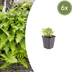 6x Polypodium vulgare Farn - 10-25cm Höhe, 9cm Topf Bild 1