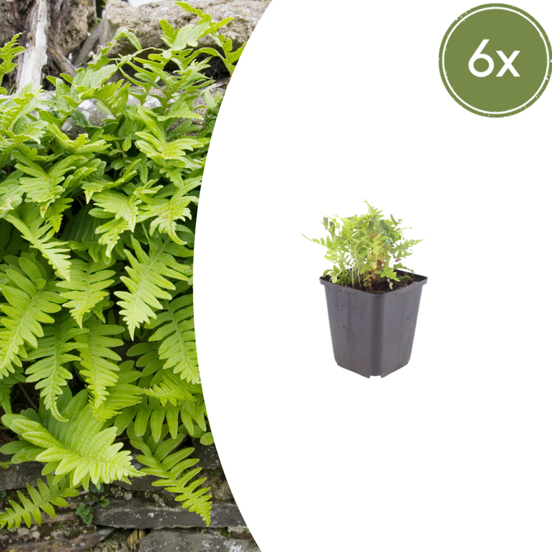 6x Polypodium vulgare Farn - 10-25cm Höhe, 9cm Topf